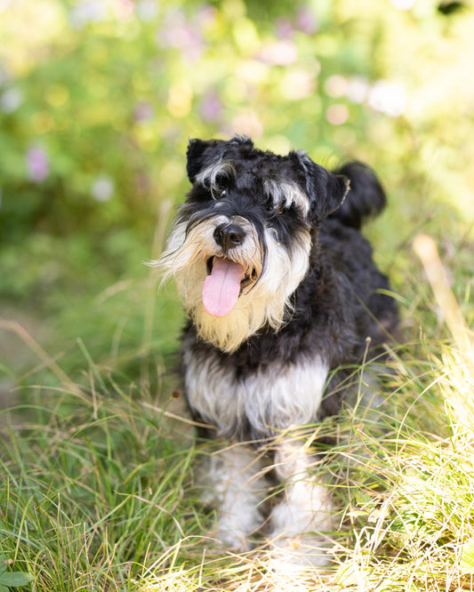THE ELSIE BOX 
(Small & Medium Breeds)