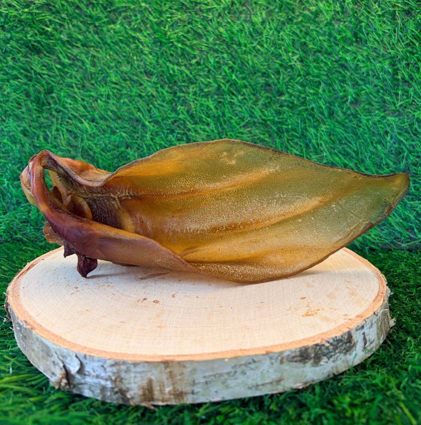 Buffalo Ear