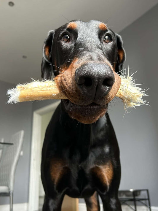 THE GOJO BOX
   (Large breeds)